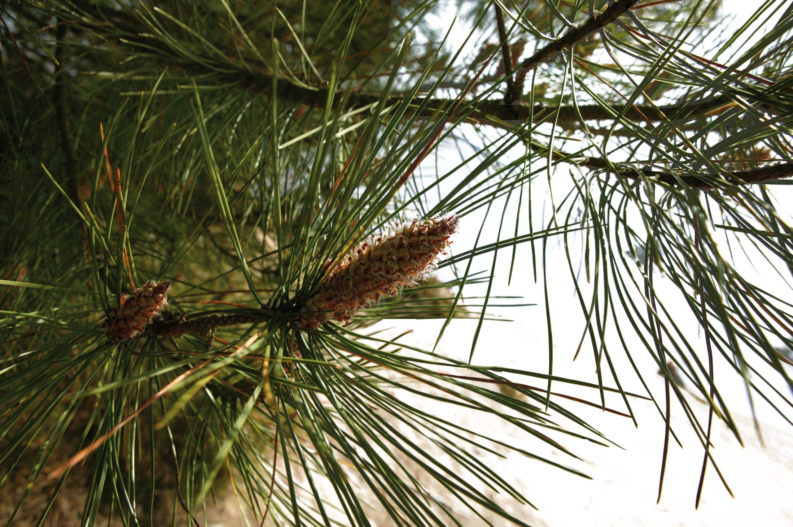 Gros plan sur une branche de pin maritime avec ses longues aiguilles vertes et un jeune cône, espèce emblématique des forêts du Sud-Ouest, utilisée pour la production de bois énergie.